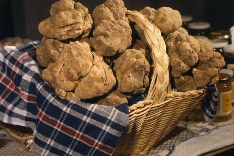 Caccia al Tartufo